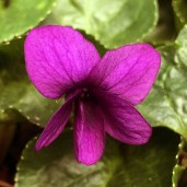 Viola-odorata-Crimson-1 (1)
